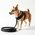 Hands-Free Bungee Running Leash